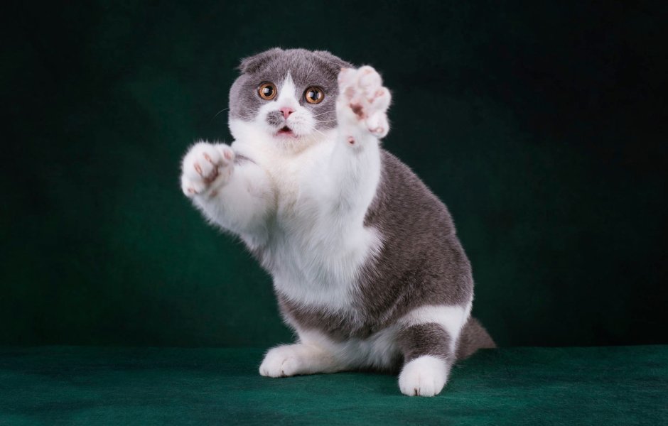 Манчкин кот серый