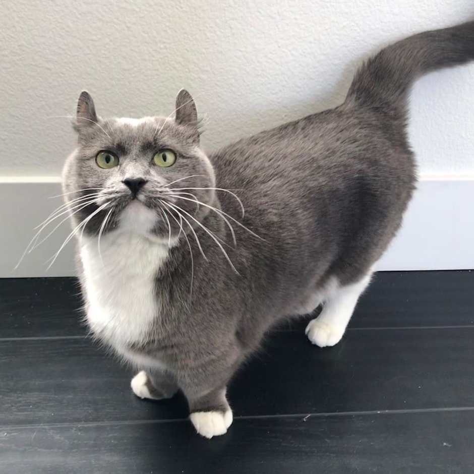 Рэгдолл Манчкин