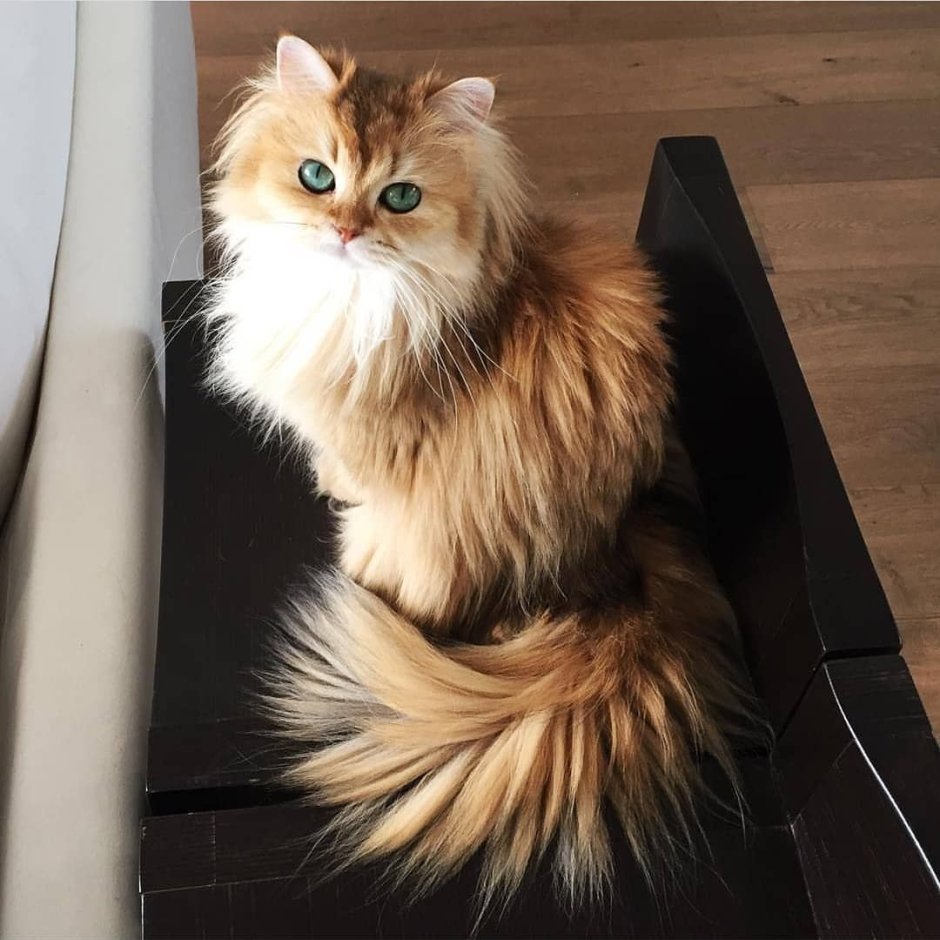 Манчкин (порода кошек)