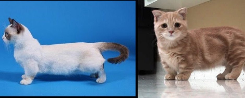 Манчкин Шотландская вислоухая