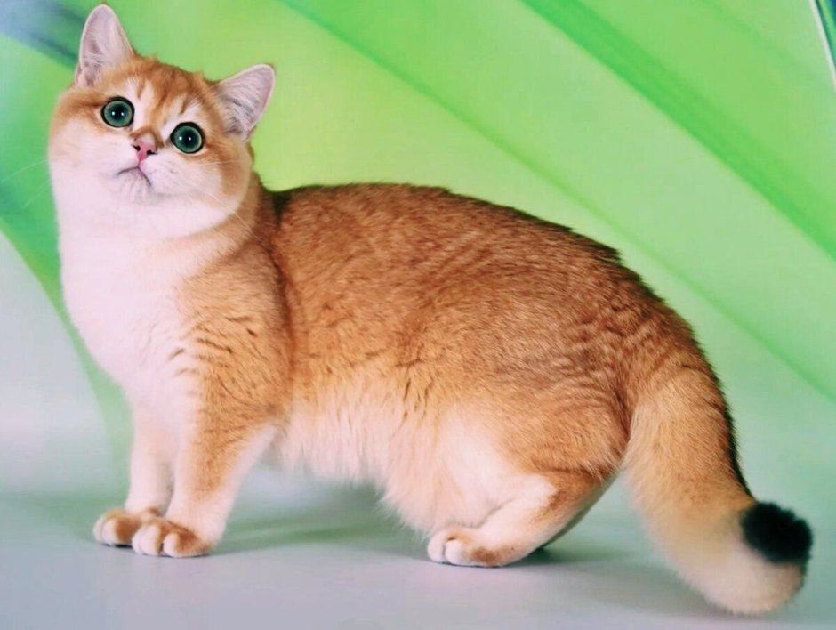 Британская Золотая шиншилла