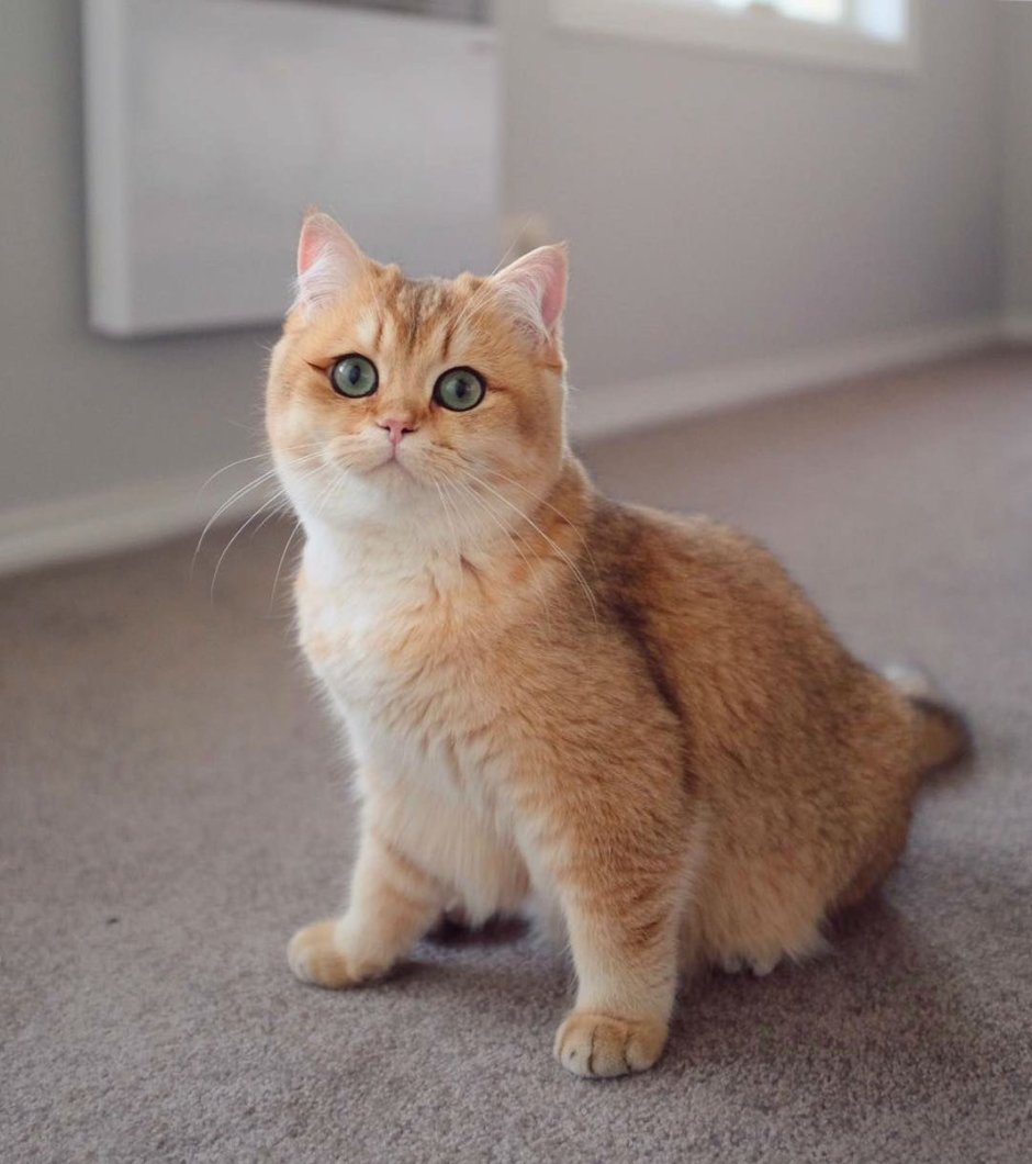Манчкин британец