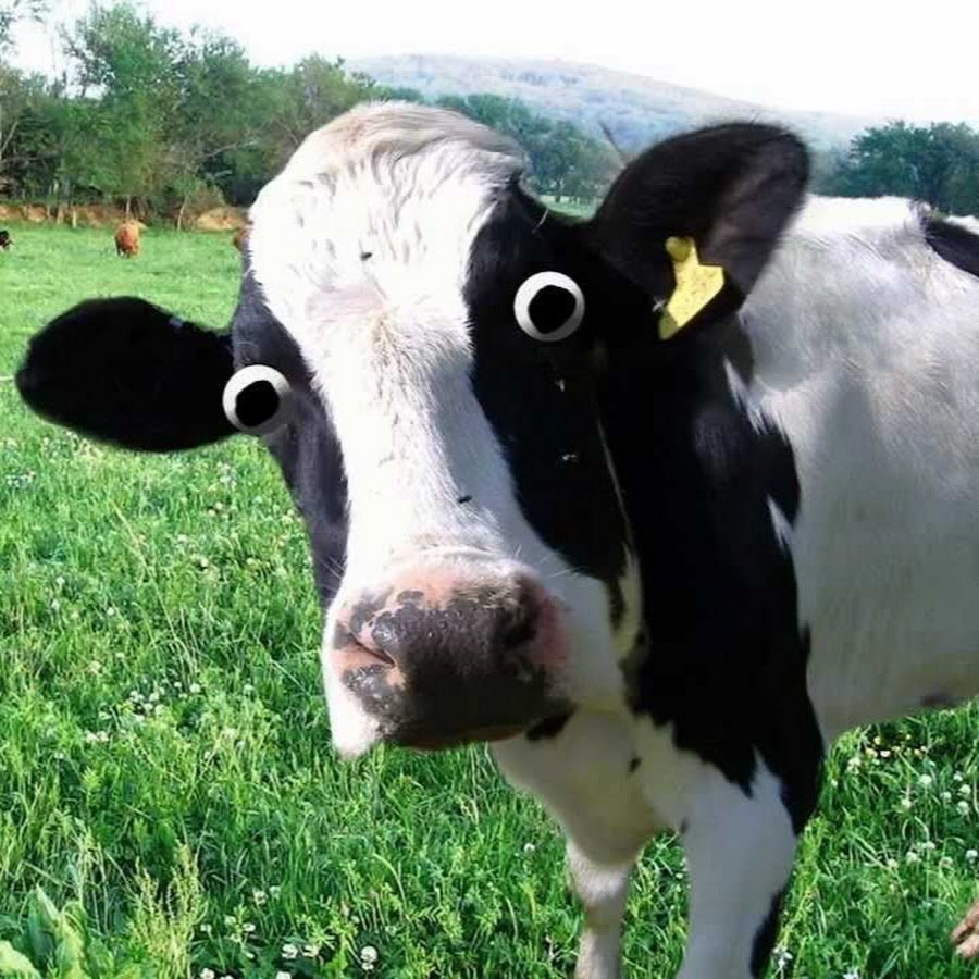 Бык и корова