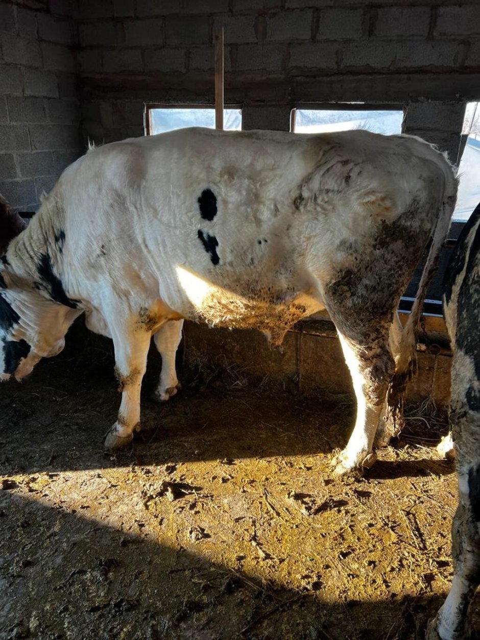 Гибрид коровы