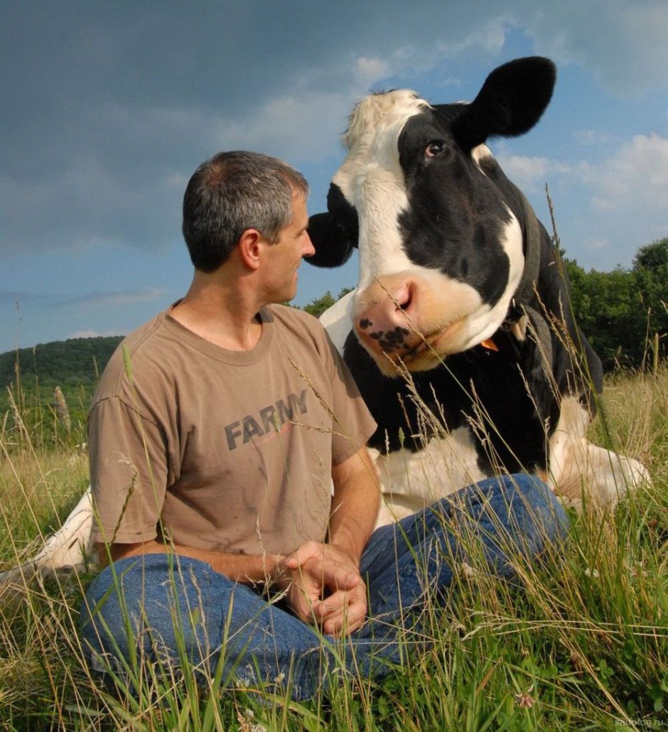 Фурри корова референс