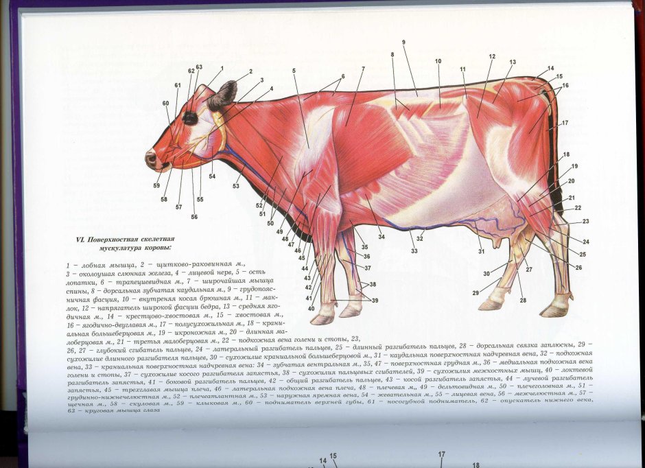 Бык осеменитель