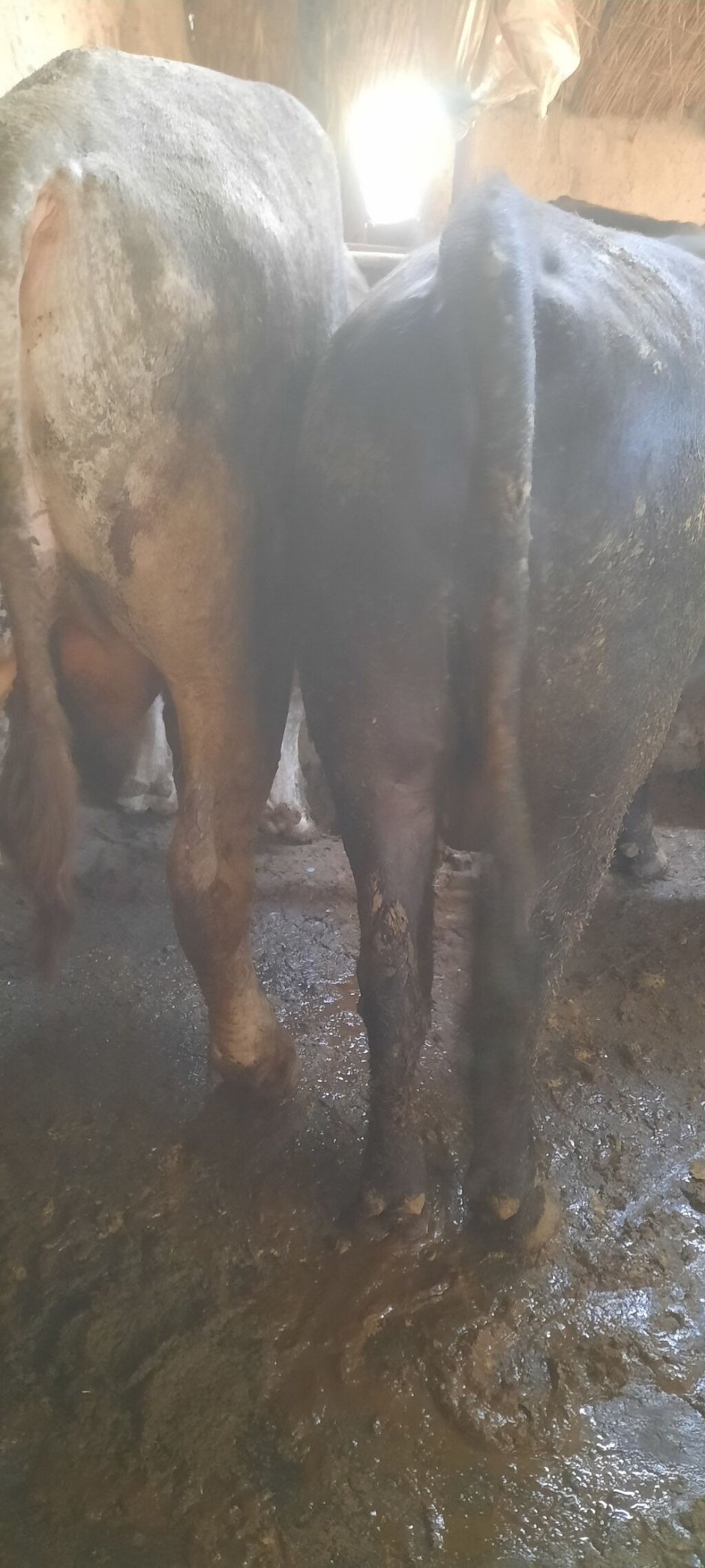 Девушка корова