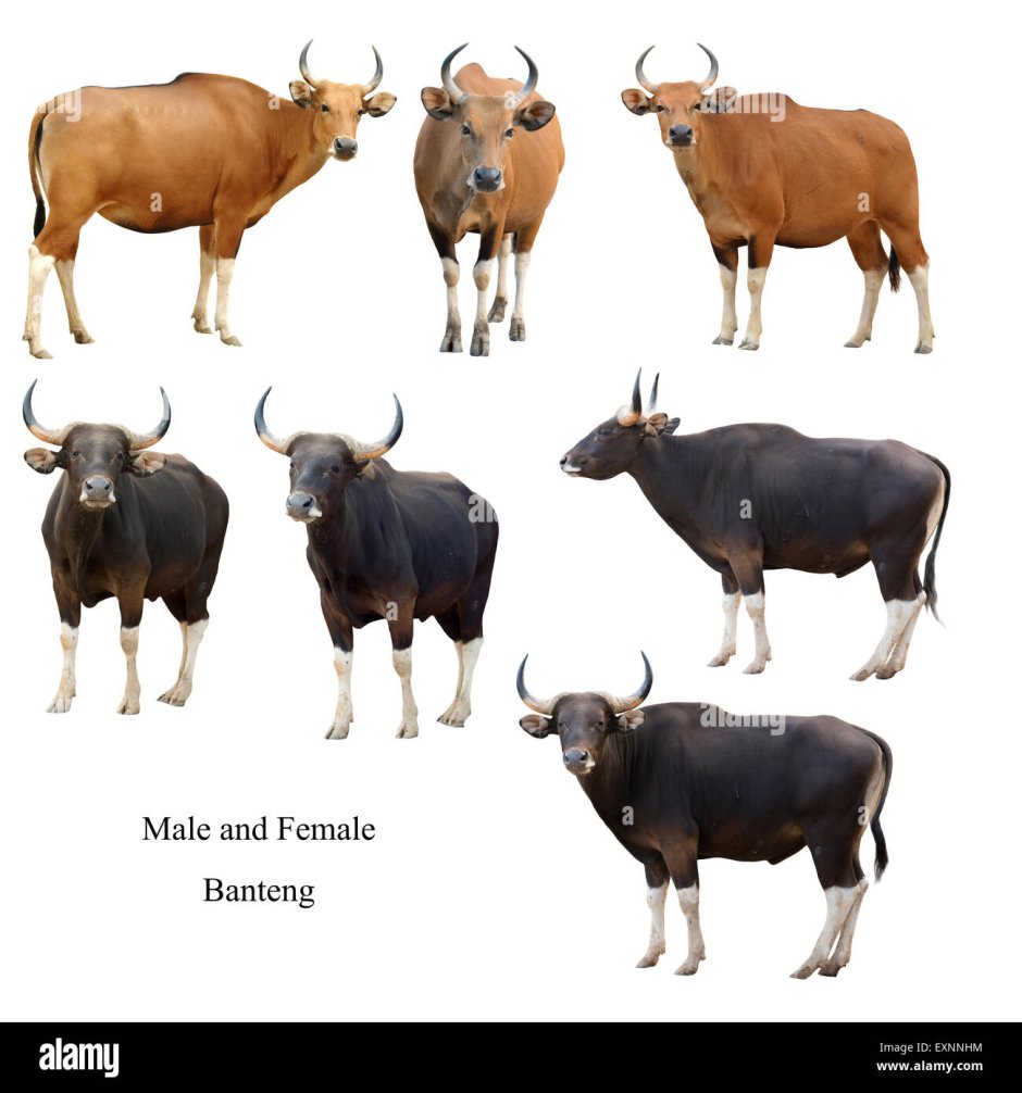 Самец коровы