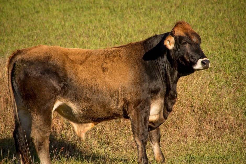 Черная симментальская корова