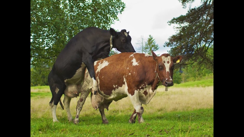 Фурри spookeedoo