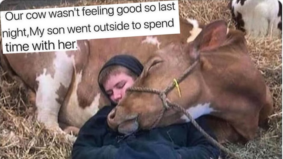 Обнимать теленка