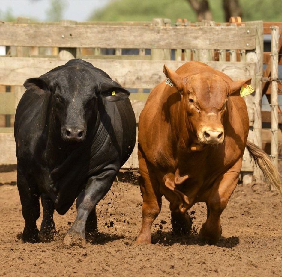 Корова лижет