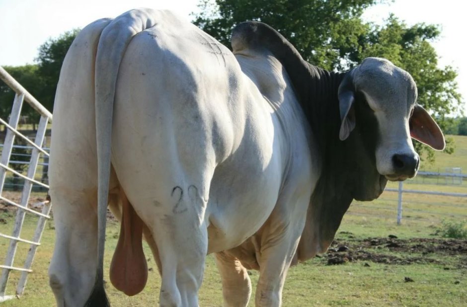 Кухонные весы Ade Denise ke874