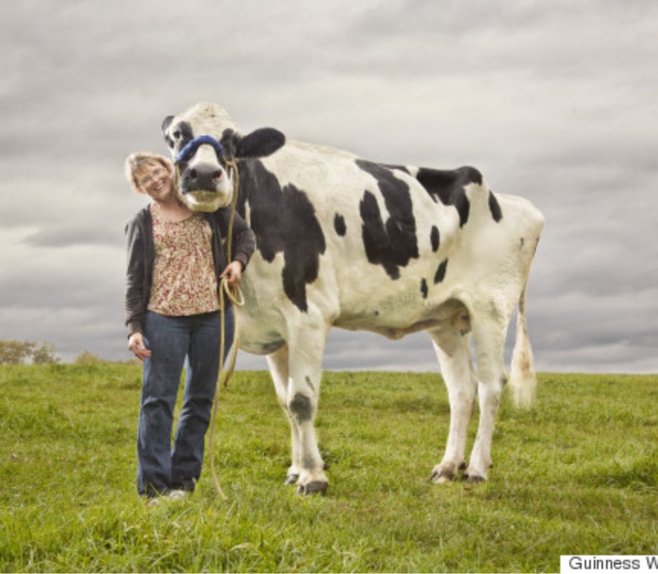 Самые необычные коровы