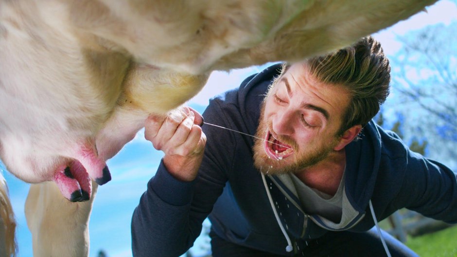 Корова помытая шампунем