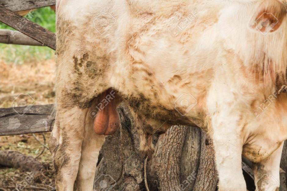 Анатомия КРС атлас