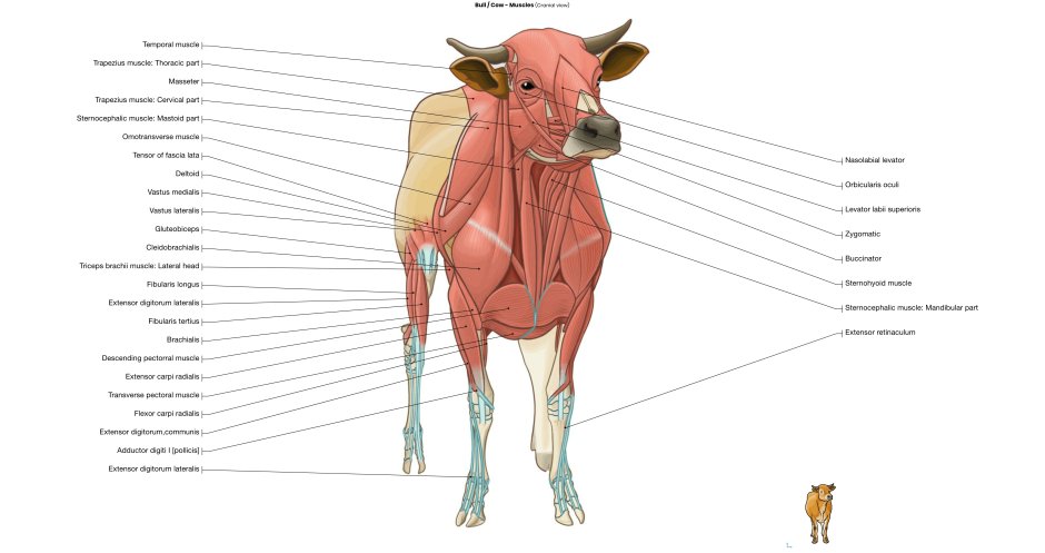 Милые коровы