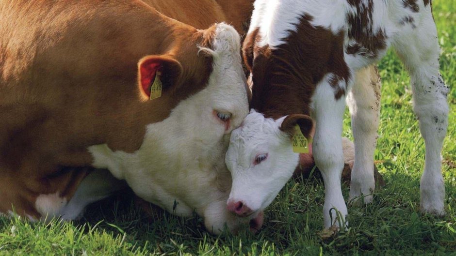 Бык производитель