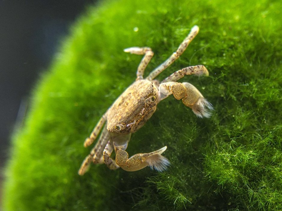 "Ptychognathus barbatus"