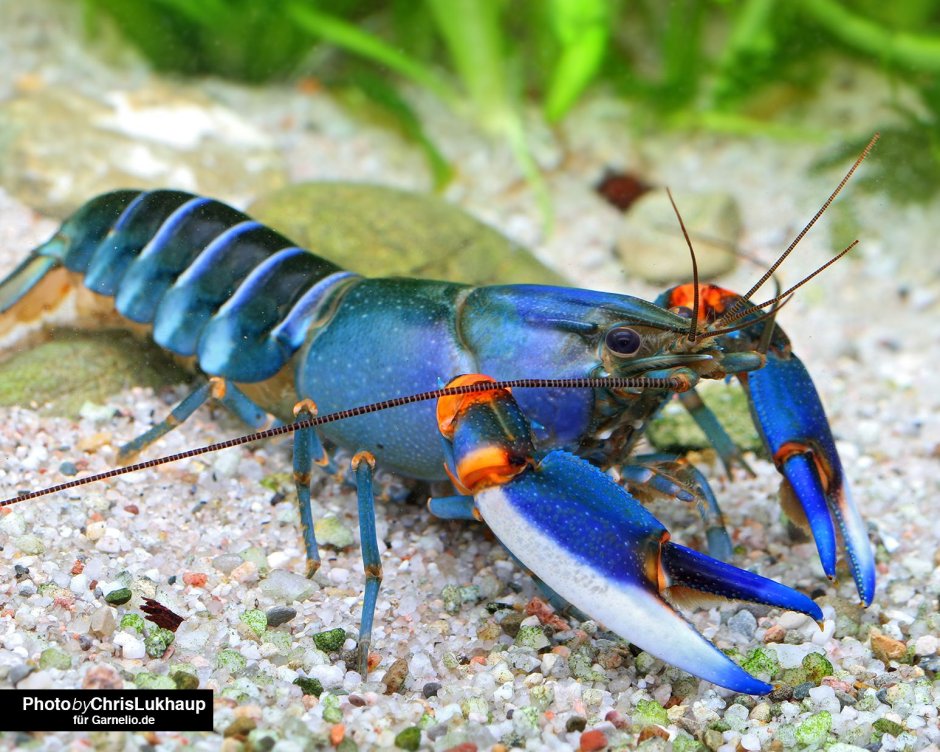 Parathelphusa pantherina