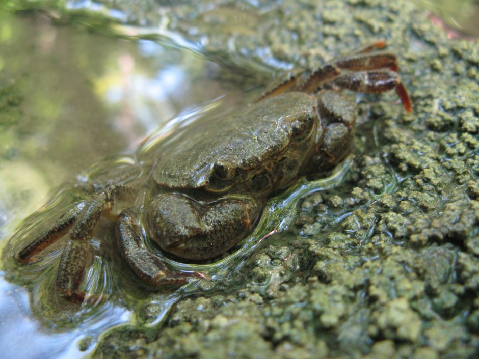 Parathelphusa pantherina