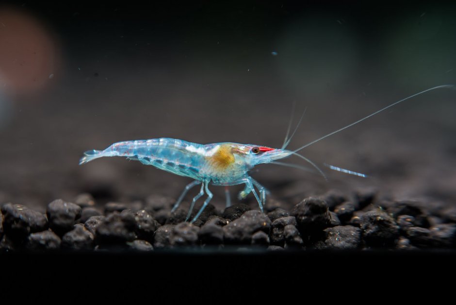 Limnopilos naiyanetri