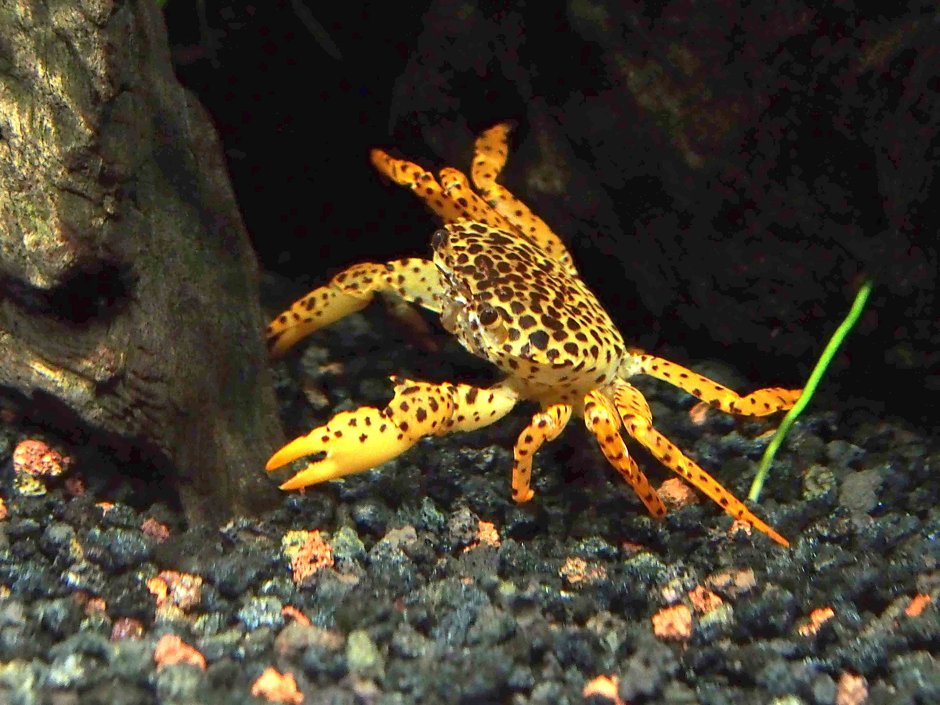 Limnopilos naiyanetri Micro Spider Crab