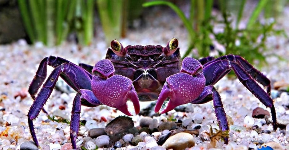 Limnopilos naiyanetri
