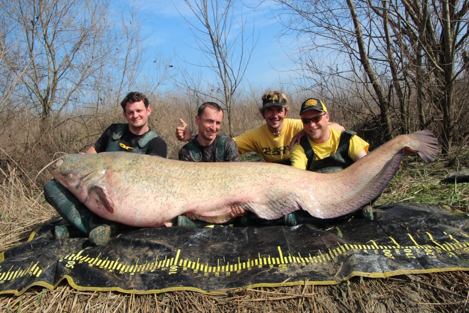 Самый большой сом пойманный в мире рекорд Гиннесса