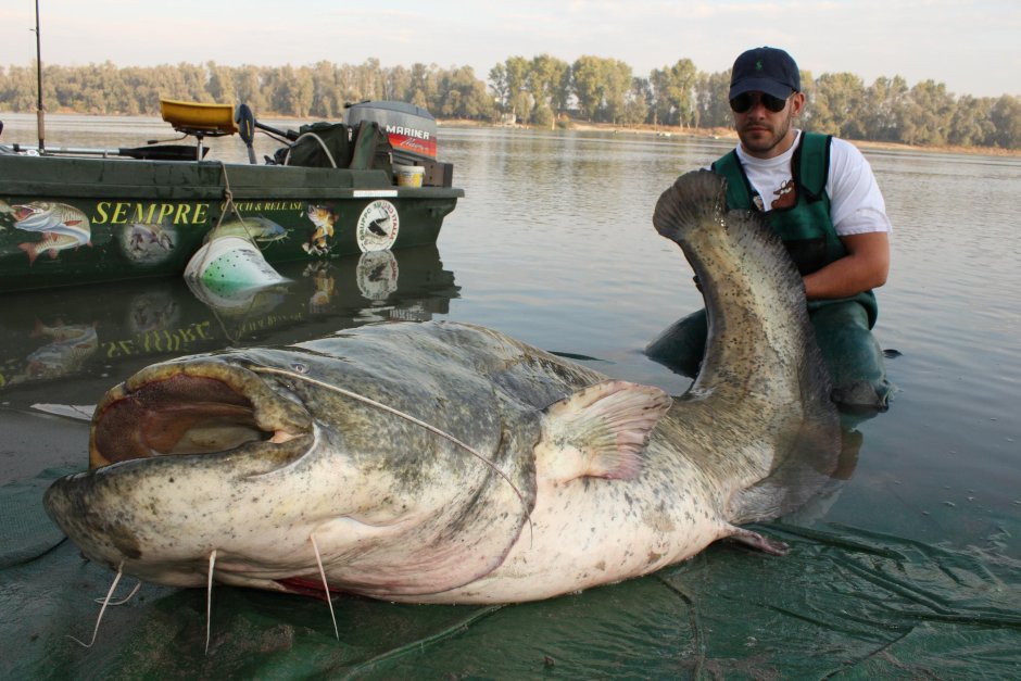 Гигантский Шильбовый сом