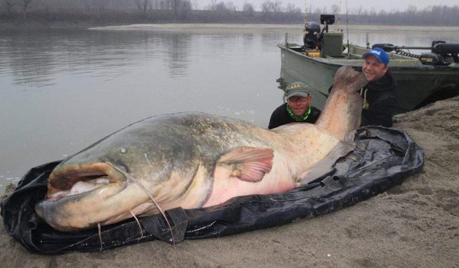 Европейский сом людоед