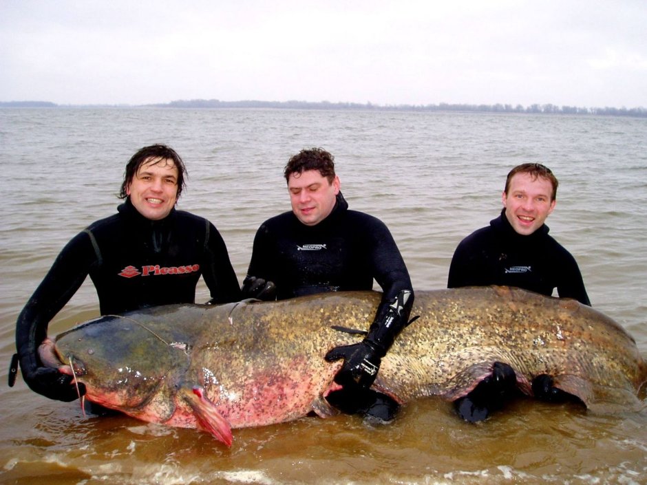 Mekong giant Catfish рыба