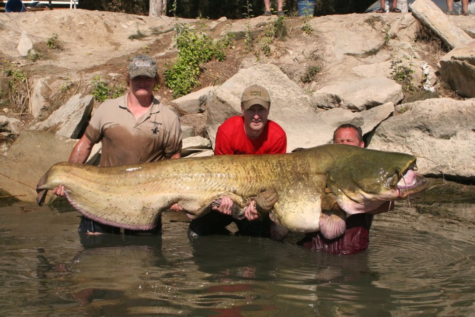 Гигантский Шильбовый сом