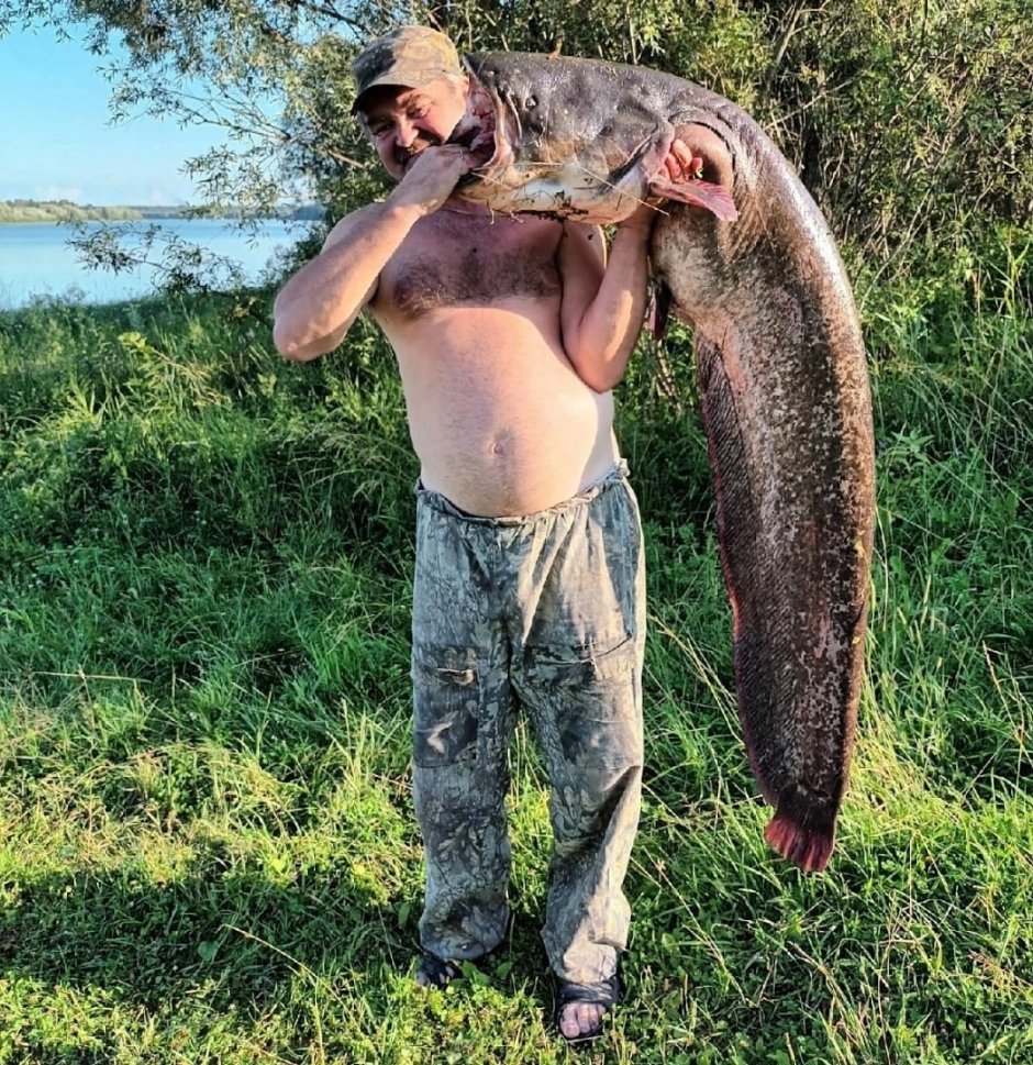 Самый большой сом