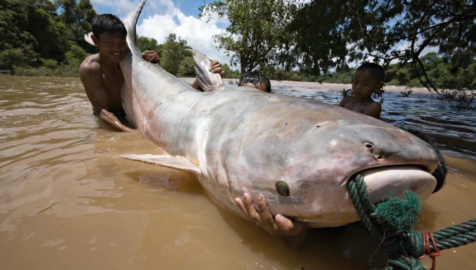 Рыба-людоед гунч