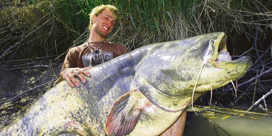 Самый большой сом