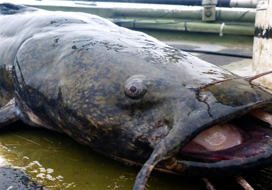 Wels Catfish