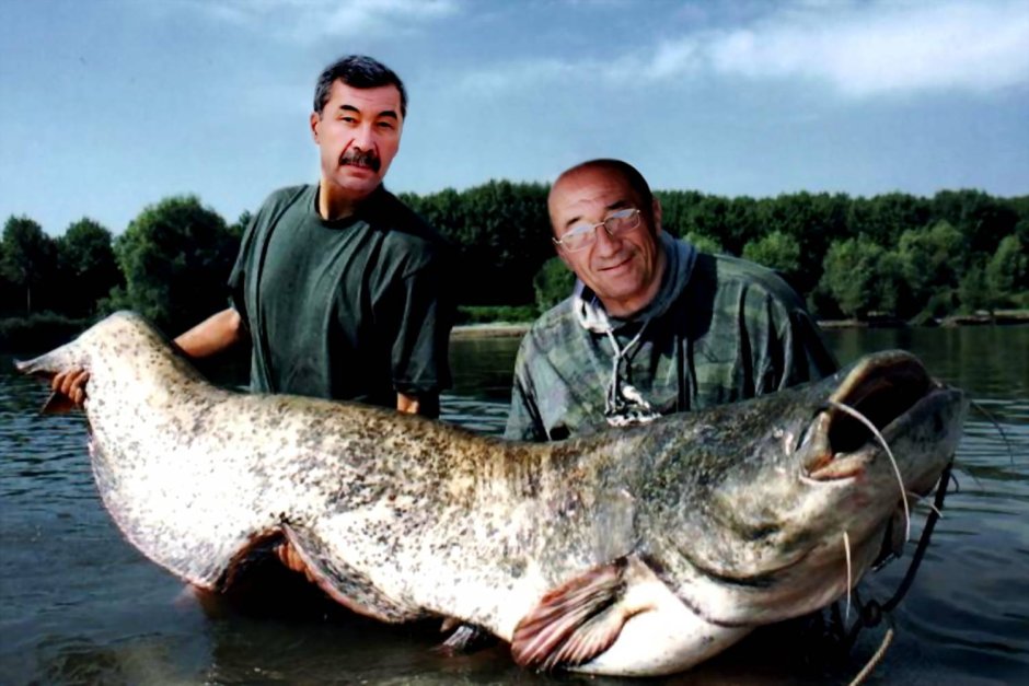 Картинку самого большого сома на Волге