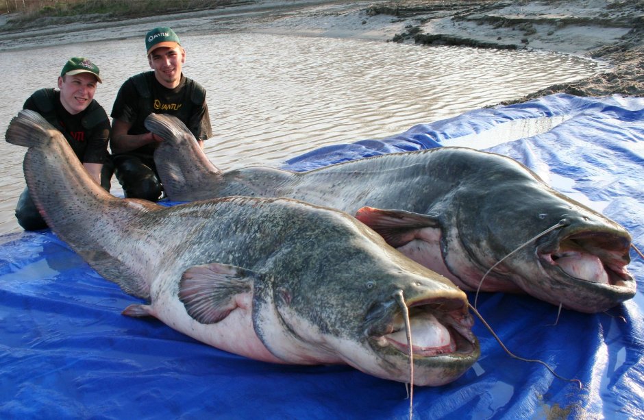 Большой сом