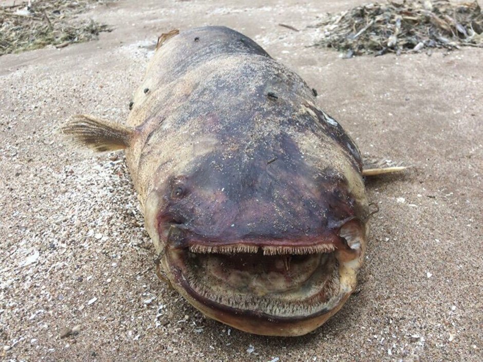 Самый большой пойманный сом