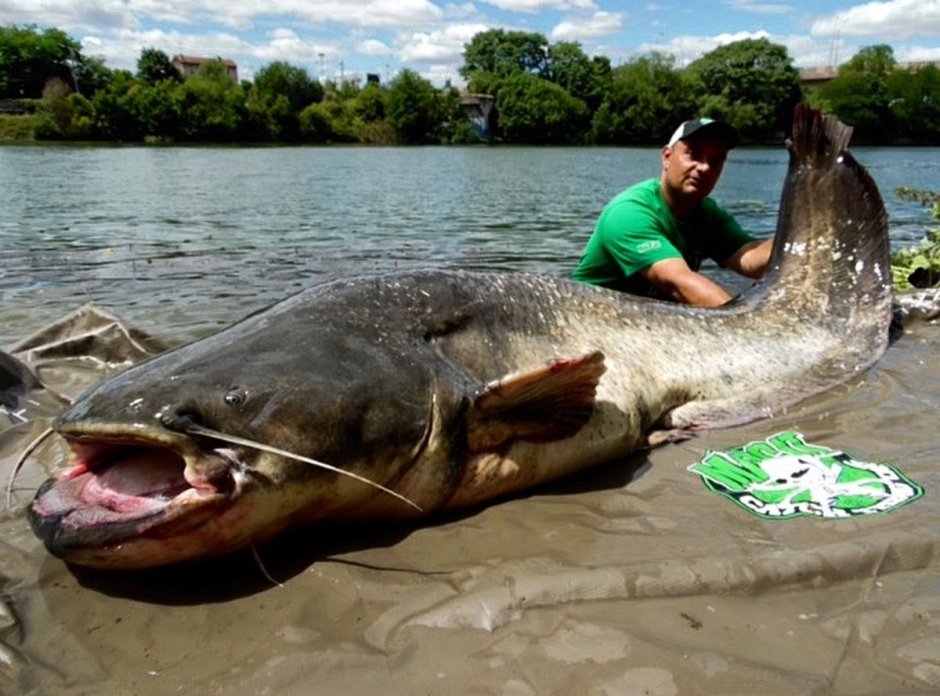Белуга в Волге 1924 самая большая