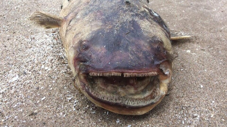 Wels Catfish
