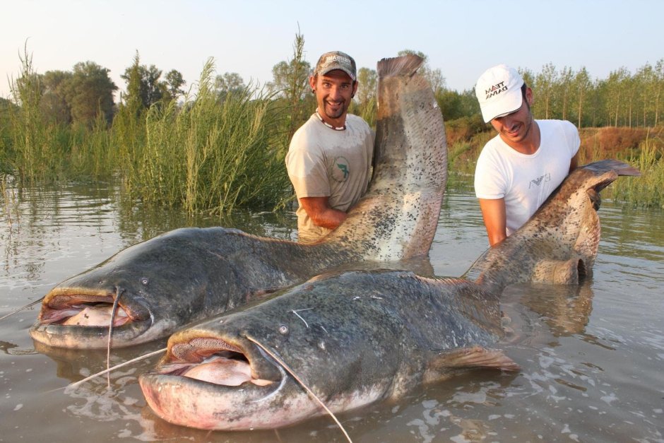 Рекорд Гиннеса самый большой сом