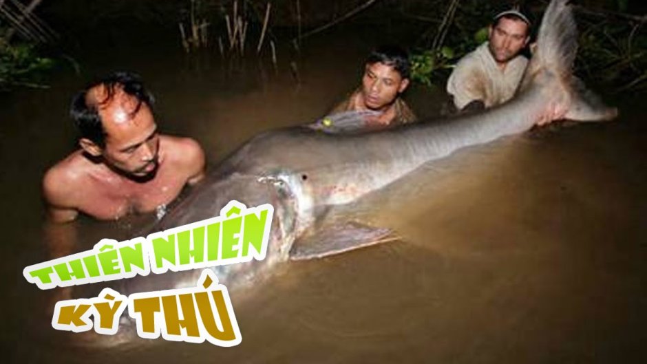 Гигантский сом Меконга