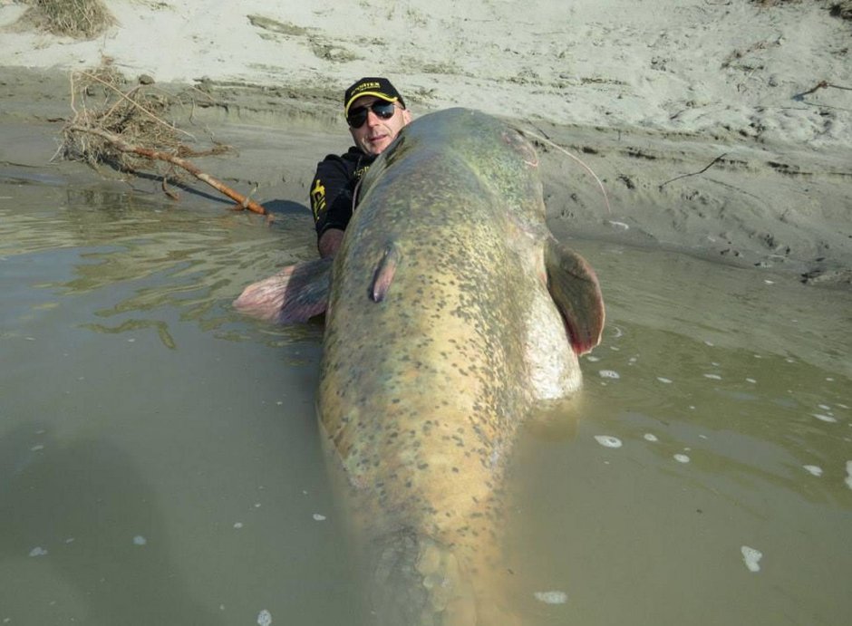 Largest Catfish
