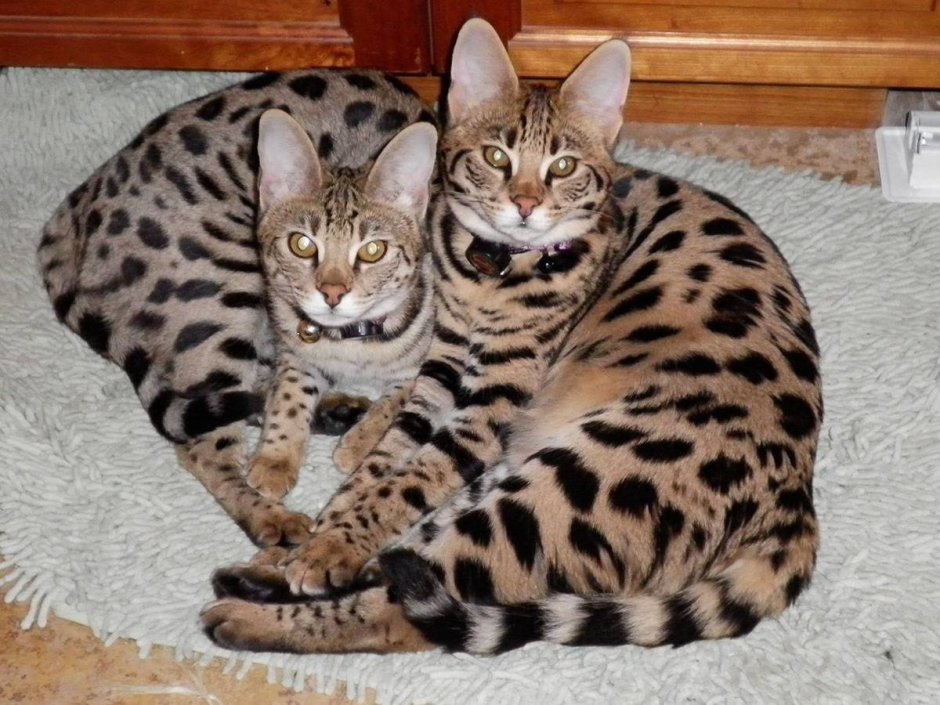 Саванна Ашера кошка