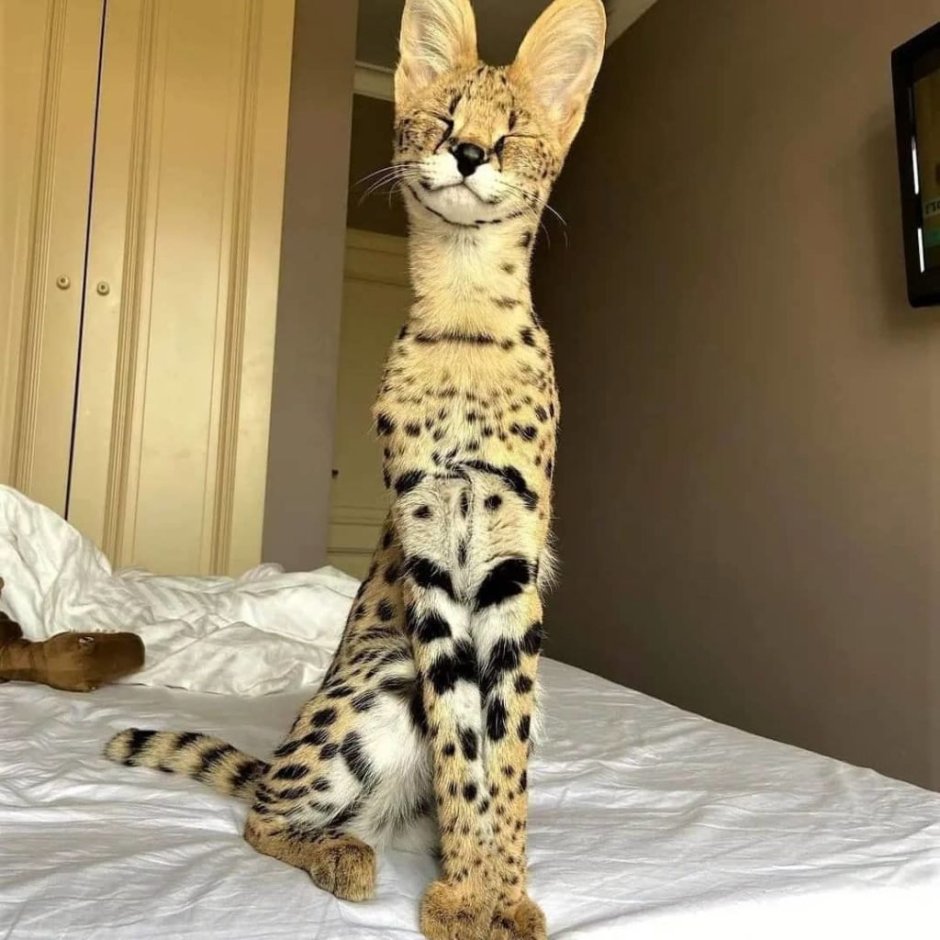 Длинношерстный бенгальский кот