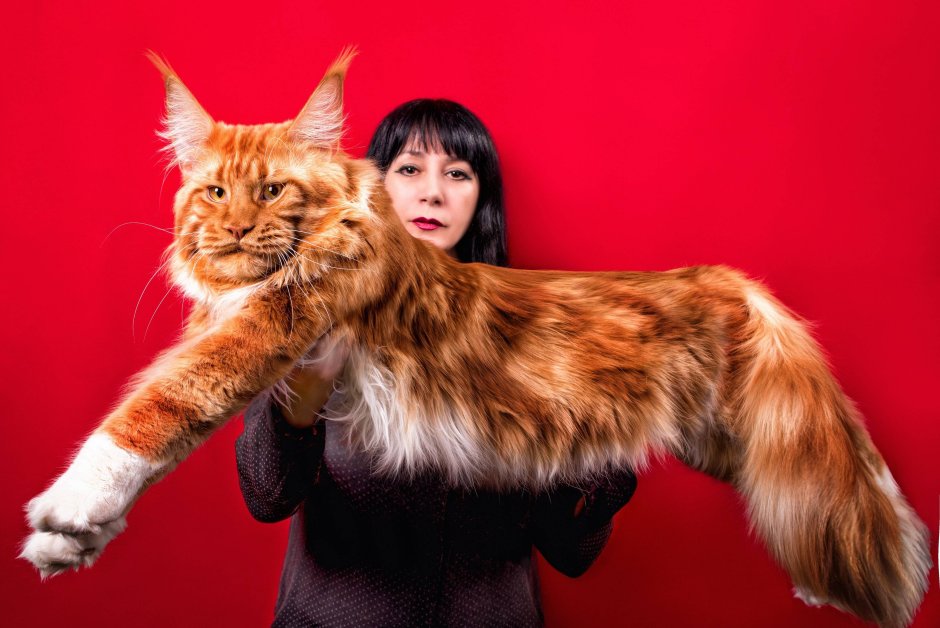Мейн кун и Бенгальская кошка