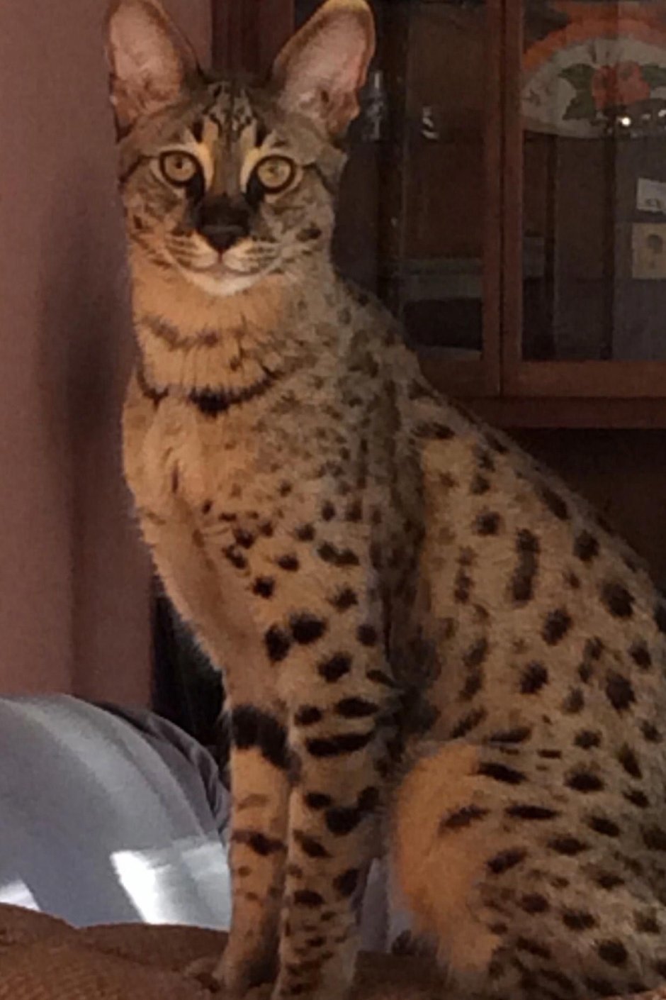 Королевская Ашера