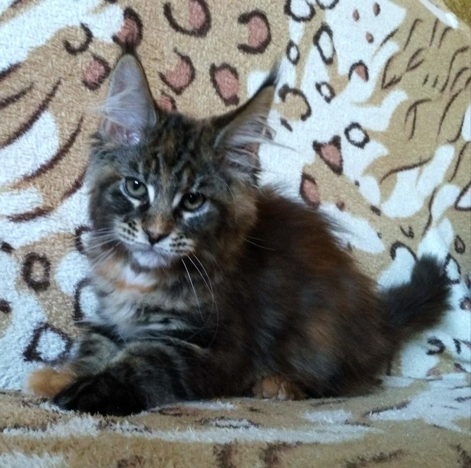Кот Джокер Мейн